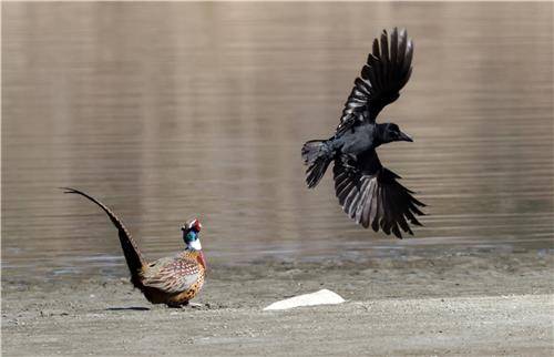 몸 움츠리고 공격 자세 취하는 장끼 [촬영 유형재]