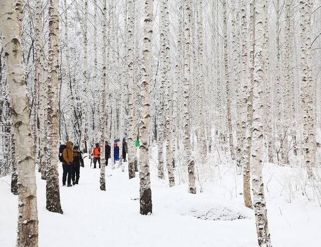 영양군이 지난달 28일부터 '경북의 숲 기차여행'을 본격적으로 운영한 가운데 관광객들이 영양 자작나무숲을 트레킹하며 겨울 정취를 만끽하고 있다. 영양군 제공