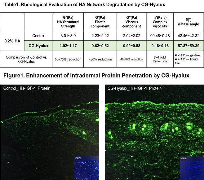CG-Hyalux 적용 시 히알루론산 구조 완화 및 단백질 피부 침투 증가. /케어젠 제공