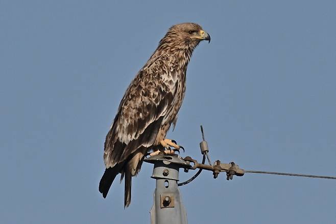 2020년 12월, 관찰 삼 년 째 만난 흰죽지수리.