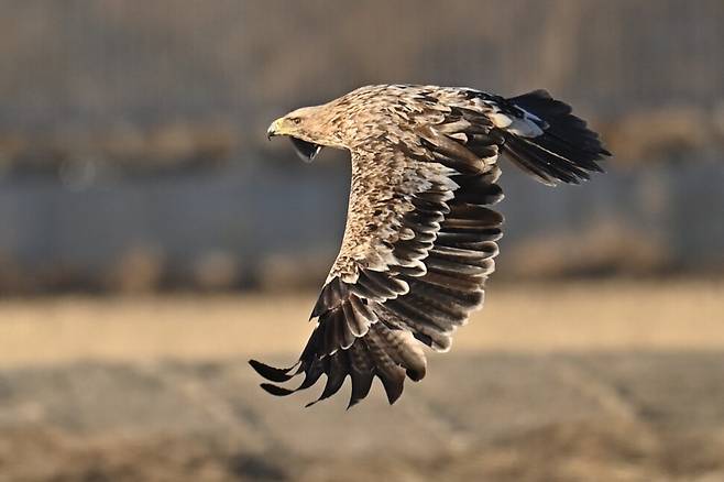 2020년 12월, 흰죽지수리의 활동이 가장 왕성한 시기다.