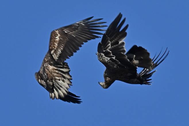 2020년 12월, 활동력이 가장 왕성한 시기다. 영역을 방어하기 위해 흰꼬리수리에 비행으로 대응하는 흰죽지수리(오른쪽).