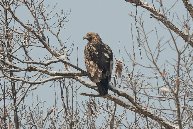 2022년 2월, 5년 차 흰죽지수리의 등 깃이 흑갈색으로 변화하며 어깨에 흰 반점이 형성되기 시작한다.