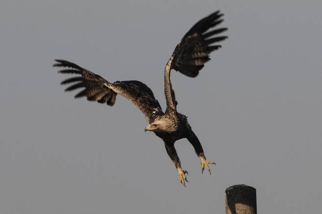 2023년 2월, 흰죽지수리의 비상.