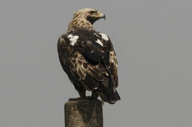 2024년 2월, 7년 차 흰죽지수리에서 어깨에 넓게 흩어져 있던 흰 깃이 점차 뚜렷하게 정돈되고 있다.