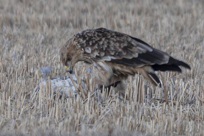 지난해 1월, 어미 흰죽지수리가 사냥감을 새끼에게 내준 후 먹이를 분주하게 손질하고 있다.