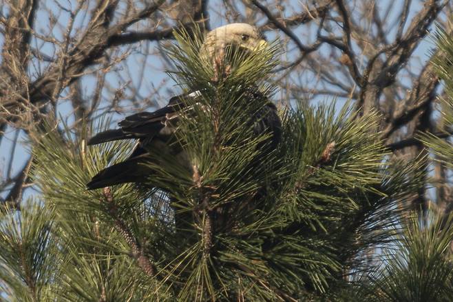 지난해 12월, 흰죽지수리가 선월산 소나무에 은밀히 자리해 사냥감을 관찰하고 있다.