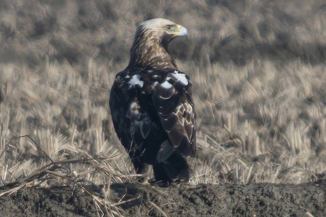 지난해 12월, 흰죽지수리가 논바닥에 내려와 먹이를 탐색한다. 머리와 목의 깃이 다소 길어지는 변화가 관찰된다.
