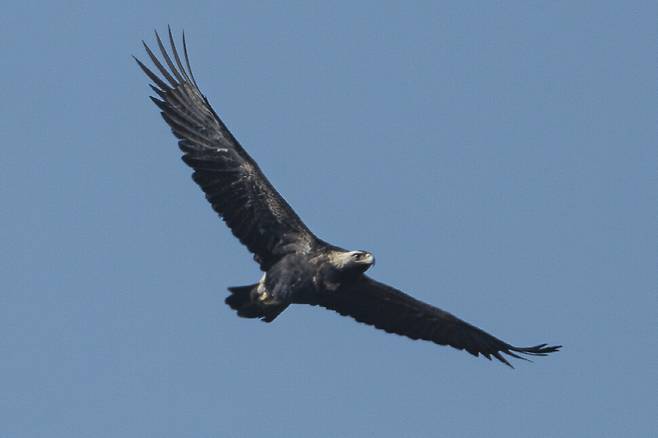 지난 2월 촬영한 흰죽지수리의 비행. 그의 모습을 10년째 지켜보고 있다.