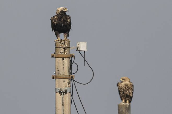 지난 2월, 전봇대에 나란히 앉은 흰죽지수리(앞)와 새끼.