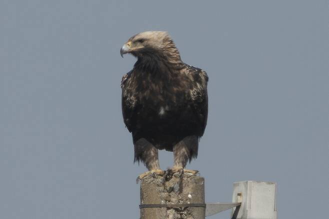 지난 2월 교동도를 10년째 찾고 있는 흰죽지수리. 시간이 흐를수록 노련함과 안정된 모습이 뚜렷해진다.