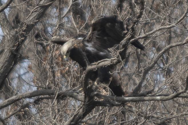 지난 2월, 선월산 상수리나무는 사냥감을 살피는 흰죽지수리의 지정석이다.