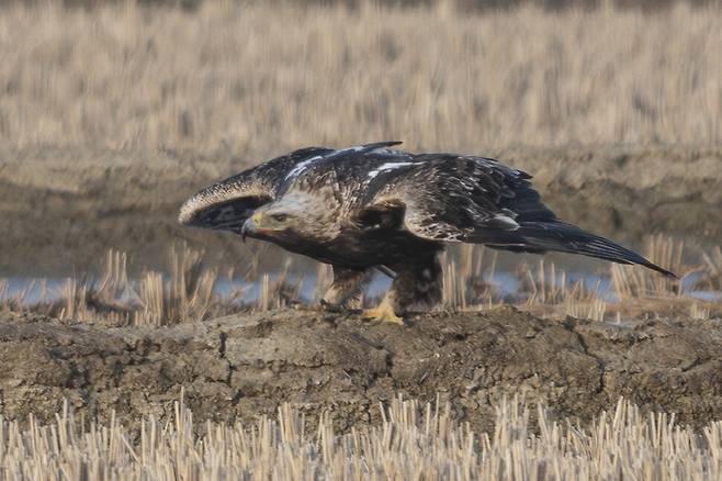 흰죽지수리는 나무나 전봇대에 앉아 있을 때보다 땅 위에 있을 때 경계심이 한층 높아져 매우 예민하게 반응하며, 관찰이 쉽지 않다.