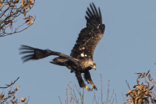 흰죽지수리는 양갑리 잠자리와 사냥 전망대인 선월산을 하루 세 차례 정도 반복적으로 오간다.
