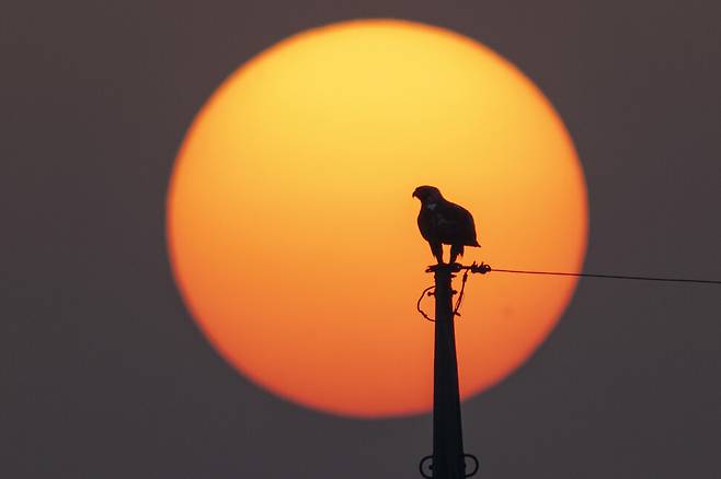 흰죽지수리가 앞으로도 변함없이 교동평야를 찾아와 그 자리를 지켜주기를 기대한다.
