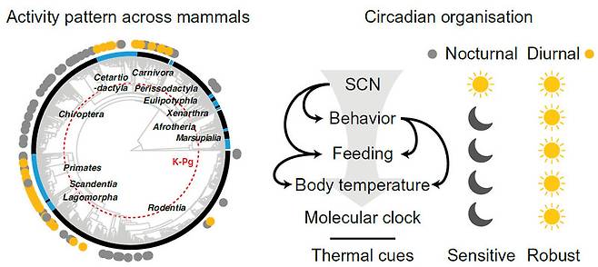 포유류의 계통수를 보면 야행성 종(회색)과 주행성 종(노란색)이 흩어져 있다. 6600만년 전 공룡 멸종(K-Pg) 이후(빨간 점선 원 바깥쪽) 포유류가 번성하면서 많은 종으로 분화했다(왼쪽). 야행성(nocturnal)과 주행성(diurnal)은 행동과 섭식 등 여러 행동의 주된 시간대가 반대이고 온도(thermal cues)에 대한 민감도도 달라 온도를 조작하면 야행성을 주행성으로 바꿀 수도 있다(오른쪽). 사이언스 제공