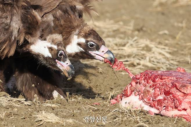 임진강생태보존회가 경기 파주시 문산읍의 한 논에서 겨우내 운영하는 독수리식당을 찾은 독수리들이 지난달 24일 먹이를 먹고 있다.