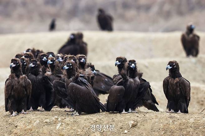 독수리들이 먹이를 먹기 전 모여서 대기하고 있다. 한국에 월동을 오는 독수리들은 주로 2~3살 사이로 어린 개체다.