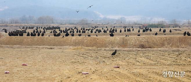 독수리들이 먹이를 앞에 두고 대기하고 있다.