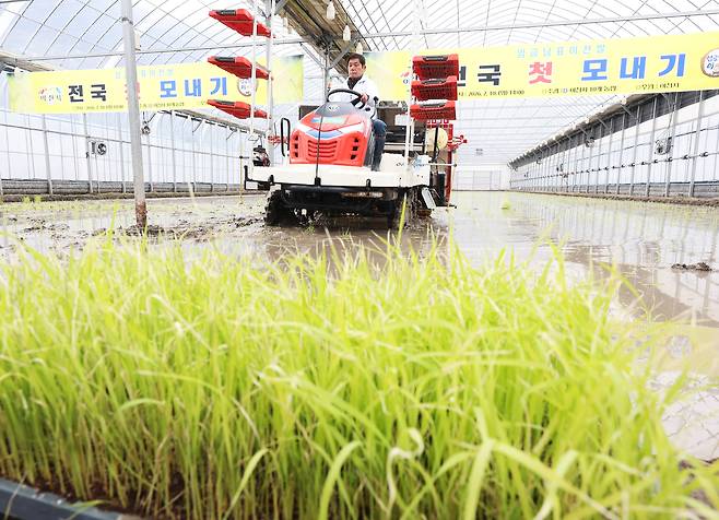 경기도 이천시 호법면 안평리 비닐하우스 논에서 열린 ‘임금님표 이천 쌀 첫 모내기 행사’에서 관계자가 이앙기로 모를 심고 있다.[연합]