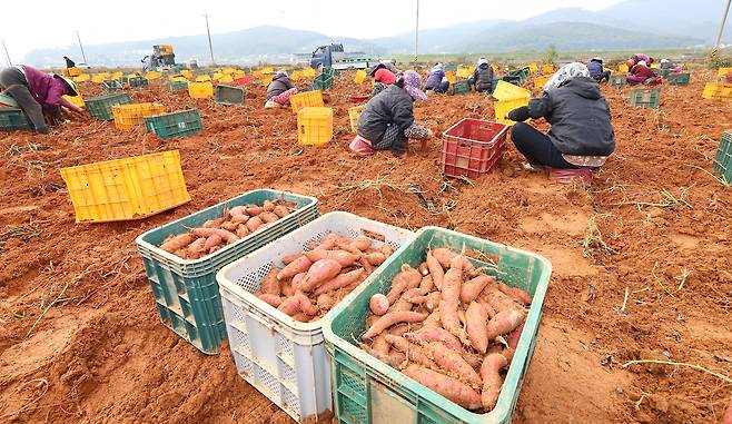 인천 강화군 한 밭에서 농민들이 고구마를 수확하고 있다.[연합]