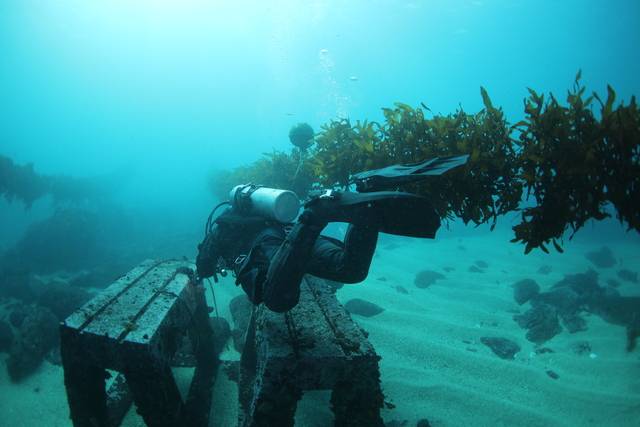 부실시공 구간에서 불과 수십m 떨어진 해역. 인공어초에 저연승 방식으로 고정된 해조류가 안정적으로 자리 잡아 자라고 있다.