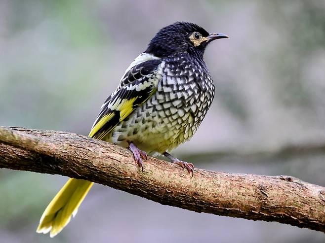 ▲개체수가 줄어들면서 소리를 잃어버렸던 라전트 꿀빨기새. (사진=earth.com)