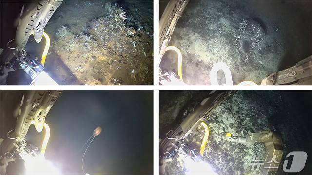 아리아리호 심해 포착 장면 및 채집 생물들(극지연구소 제공)