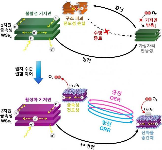 2차원 금속성 WSe₂ 기저면 활성화 및 촉매 반응 메커니즘. 2차원 금속성 WSe₂는 촉매 반응이 가장자리 부위에만 국한돼 성능이 제한된다. 그러나 백금 치환과 셀레늄 결함을 통한 원자 수준 결함 제어가 도입되면 기저면 전체가 활성화된다. 이때 산화물 중간체의 높은 반응성과 금속성 소재의 전기전도성이 결합해 안정적인 충·방전 사이클을 유지한다. 연구팀 제공