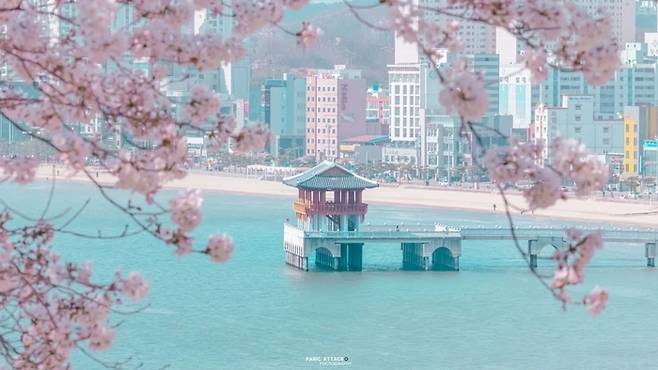 만개한 벚꽃 사이로 보이는 영일대 해상누각 전경/사진 = 라한호텔 제공 (@jongsoo_89)