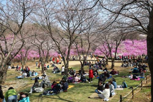 부천 원미산 진달래동산에서 시민들이 봄을 만끽하며 꽃놀이를 즐기고 있다. /부천시 제공