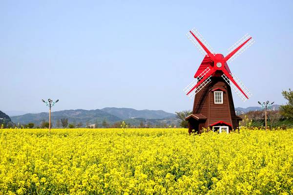 창녕 낙동강유채단지. /경남도