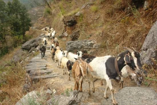 산악의 좁고 험한 돌길은 염소들과 트레커들이 함께 이용하게 됩니다. 산길에서는 짐을 나르는 수십 마리에 이르는 말의 행렬과 방목하는 염소 무리를 가끔 만나게 되지요.