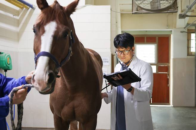 한국마사회 말 수의사가 진료를 하고있다. 사진제공=한국마사회