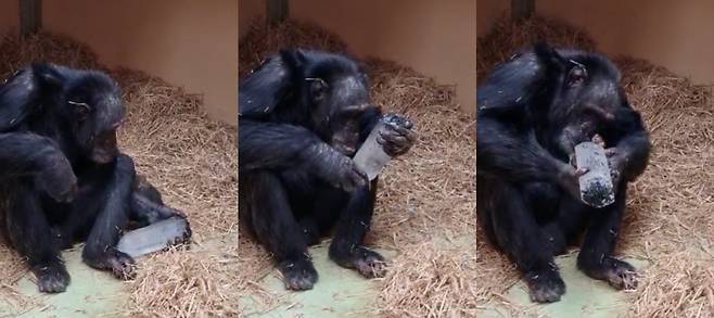 스페인 보호시설에 있는 침팬지 토티가 석영 결정체를 살펴보는 모습./Frontiers in Psychology