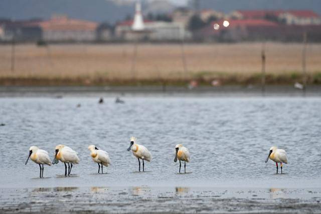 수라갯벌에서 멸종위기1급 저어새들이 먹이를 먹고 휴식을 취하고 있다. 새만금시민생태조사단 오동필씨 제공