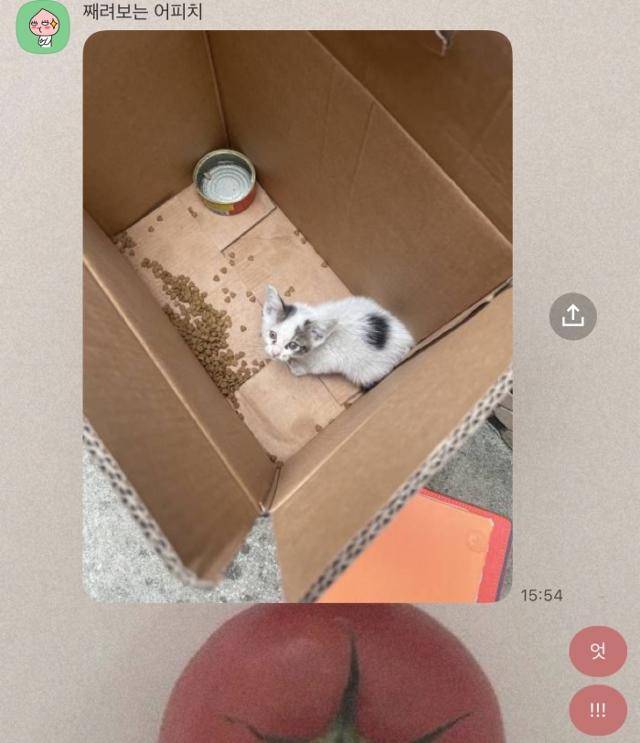 쿠크는 과거 한 주택 마당에서 구조됐어요. 보호자 제공