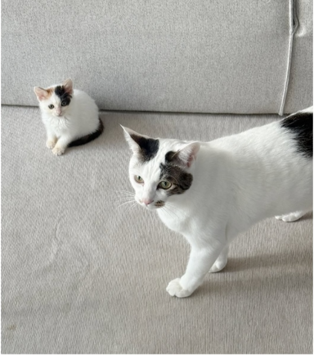 포스가 느껴지는 쿠크 그리고 그걸 지켜보는 다스..! 보호자 제공