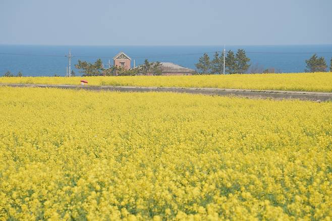포항 호미곶 유채꽃밭 전경.[경북문화관광공사 제공]