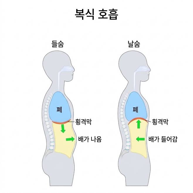 복식호흡은 숨을 들이마실 때 횡격막이 내려가며 배가 팽창하고, 내쉴 때 횡격막이 올라가면서 배가 들어가는 것이 특징이다. 사진은 복식호흡 원리를 설명한 그래픽. 123RF 자료를 바탕으로 제작