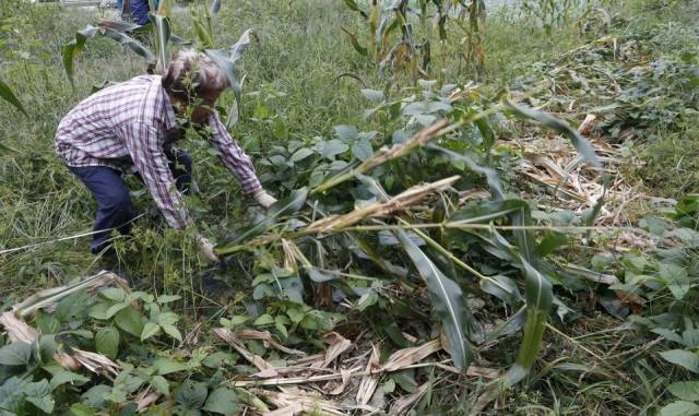 멧돼지가 휩쓸고 간 옥수수밭. 연합뉴스