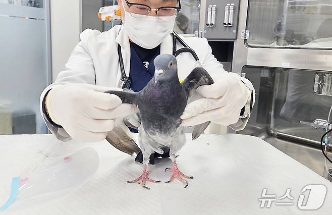 서울 송파구 소재 동물병원 원장이 비둘기를 살펴보고 있다. ⓒ 뉴스1