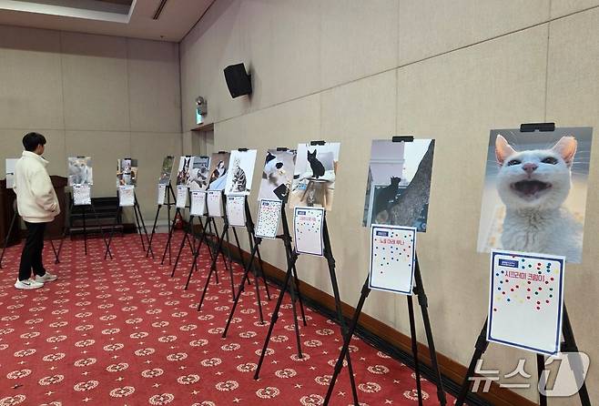 한국고양이수의사회는 서울 세종대에서 KSFM 컨퍼런스를 열었다. ⓒ 뉴스1