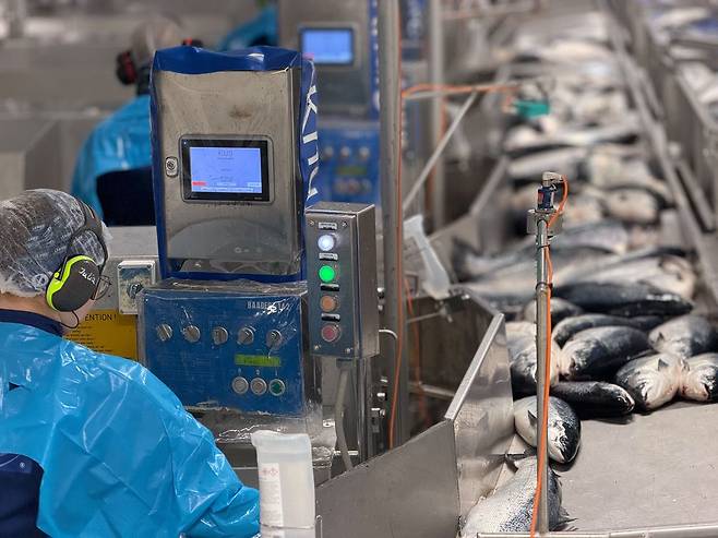 노르웨이 연어 가공공장에 바다에서 수확한 연어가 들어오고 있다. 천권필 기자