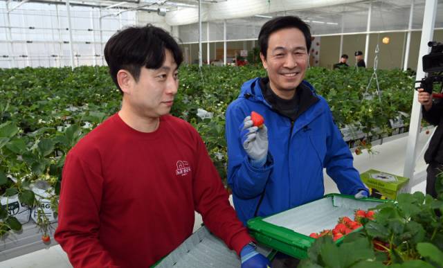 ▲ 우상호 더불어민주당 강원도지사 선거 예비후보가 5일 춘천 사북면의 한 딸기농장을 찾아 수확체험을 하고 있다.  방도겸 기자