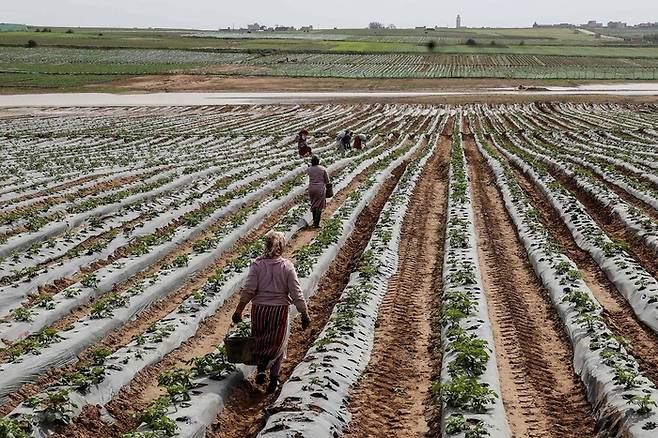 지난 2월 27일(현지시간) 모로코 케니트라주 마을 인근에서 농부들이 밭을 가꾸고 있다. [AFP=연합뉴스]