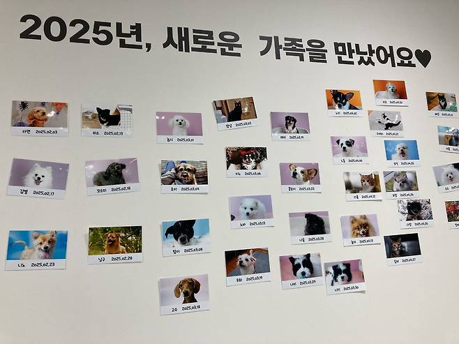 서울시립동물복지지원센터 마포센터 벽에 붙어있는 입양보낸 유기동물 사진들. 손인규 기자