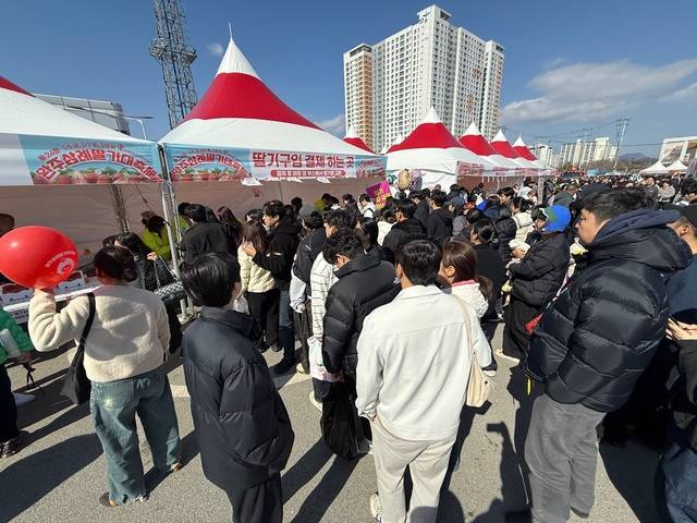 제24회 완주삼례딸기축제 이튿날인 7일 삼례농협 뒤 공영 주차장에 찾은 시민들이 딸기 위해 교환권을 사고 있다. 박현우 기자