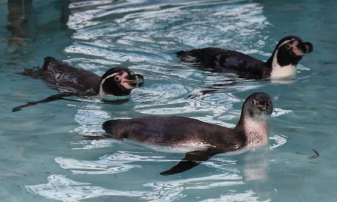 지난 4일 부산 부산진구 삼정더파크에서 훔볼트 펭귄이 수영하고 있다. 송봉근 객원기자