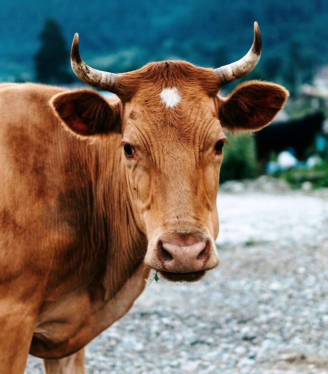 소의 생살인 뭉티기를 처음 먹었던 날 밤, 슬픈 눈망울의 소를 꿈에서 보았던 것도 같다. /언스플래쉬